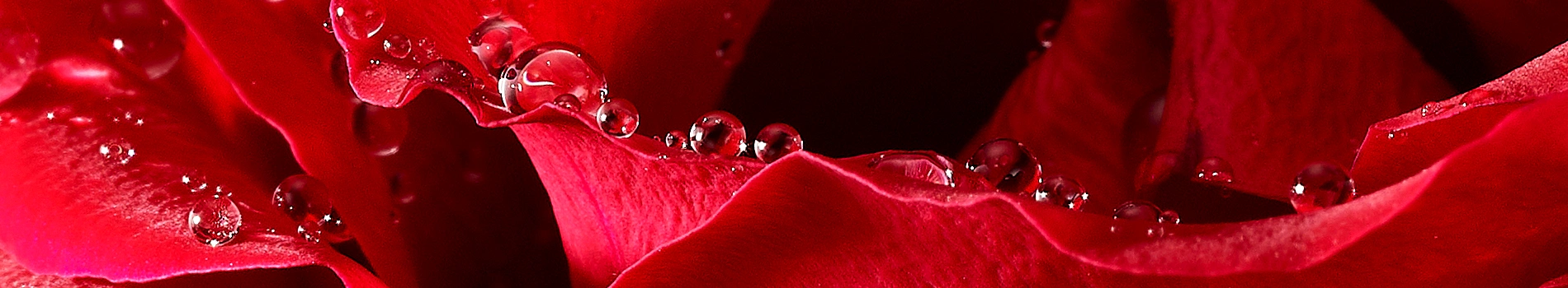flumm-foto_rose